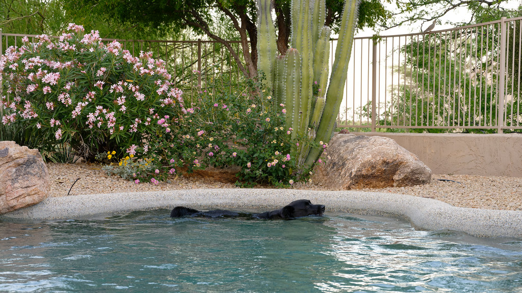 Our dog Bear swims in our swimming pool in front of a cactus and other plants on April 10, 2022. Original: _Z721275.NEF