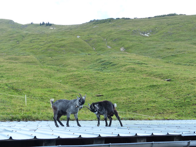 Naughty Goats (3/3) - Goats on a Cold Tin Roof