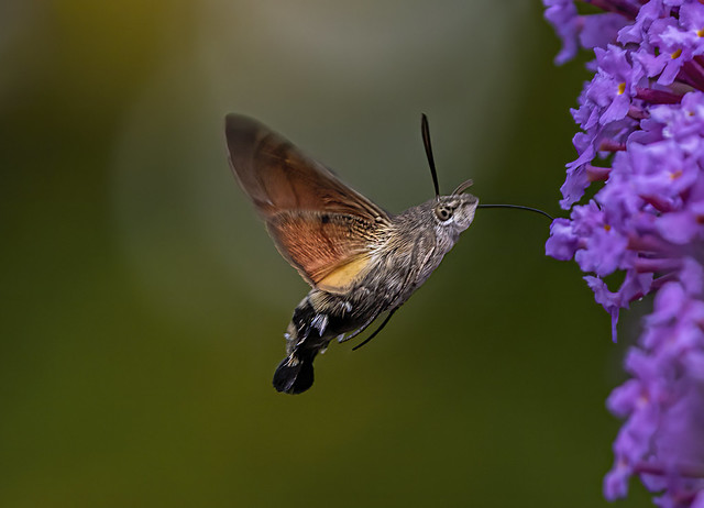 Hummingbird Hawk Moth (Explored - Thank You!)