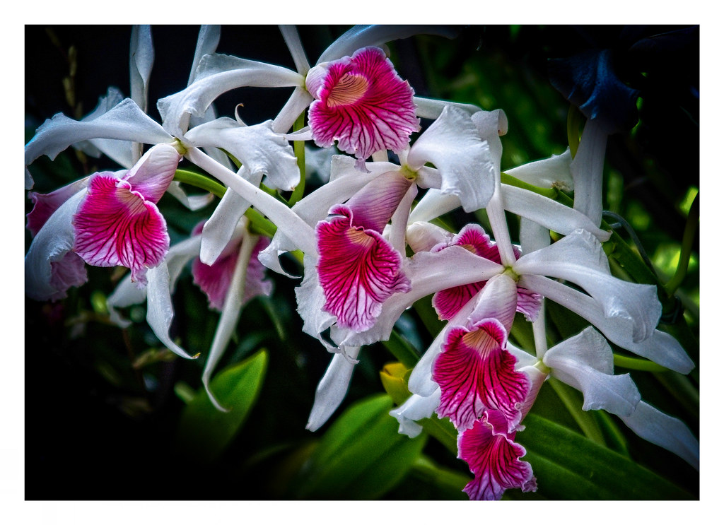Longwood Gardens Orchid Collection