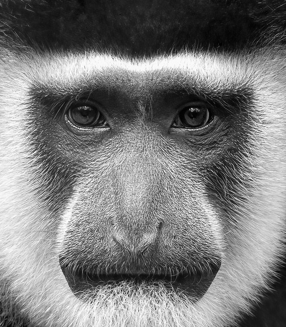 Colobus Monkey......