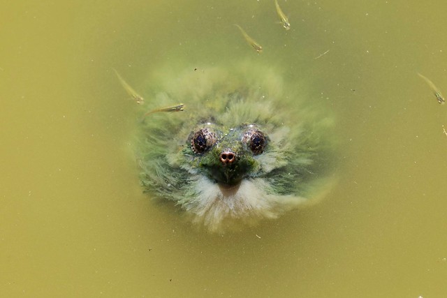 Creature from the murky pond