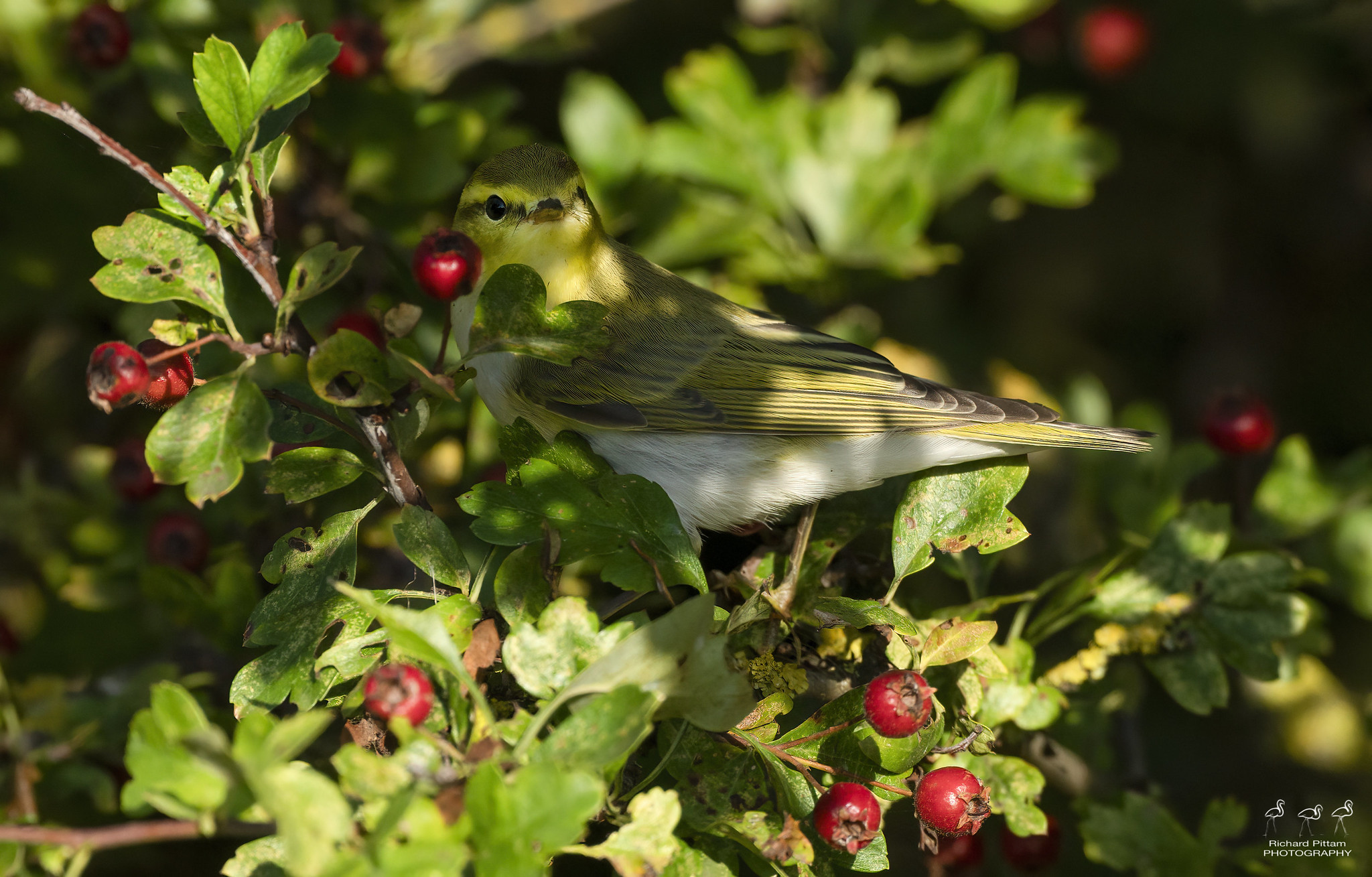 Wood Warbler en-passage, in Hawthorn berries