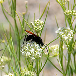 Thisbe's Tarantula-hawk Wasp Pepsis thisbe on on Horsetail Milkweed Asclepias subverticillata&amp;quot;