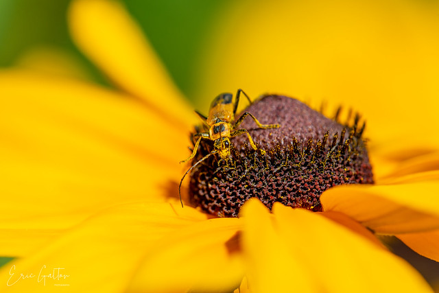Soldier beetles collecting pollen