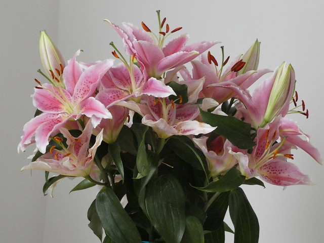 Loads of Lovely Lilies
