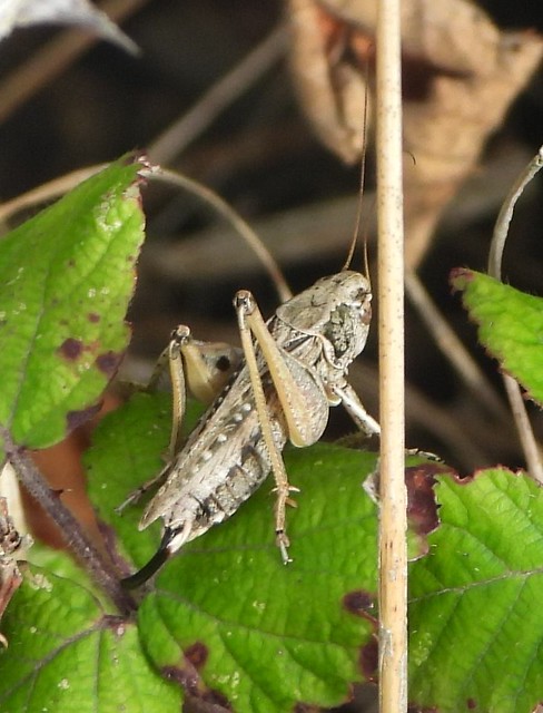 Female Grey Bush Cricket on Bramble