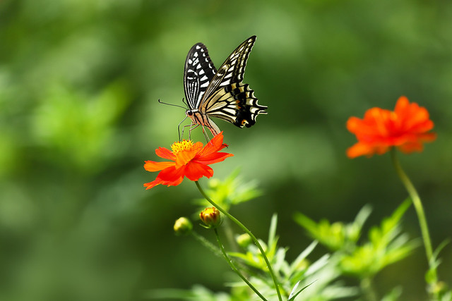 Japanese swallowtail