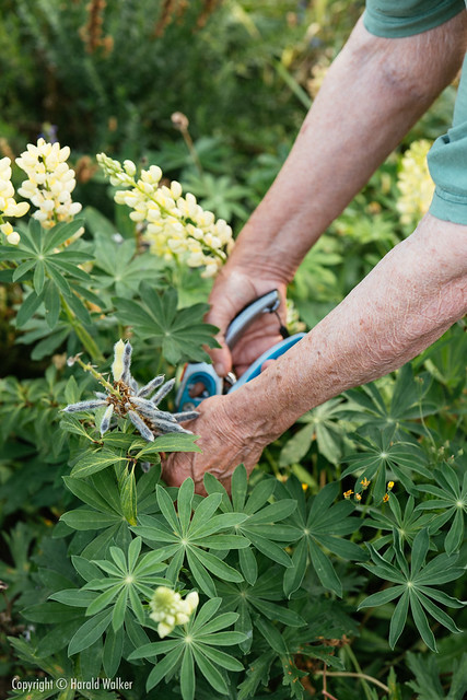 Collecting lupin seeds