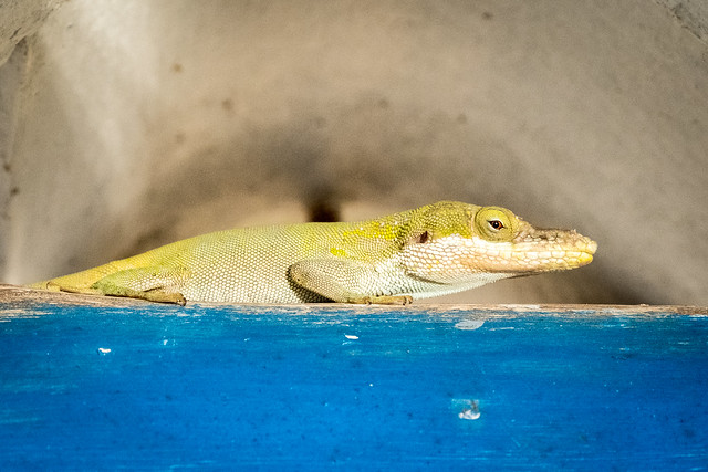 Reptiles & Amphibians | Flickr