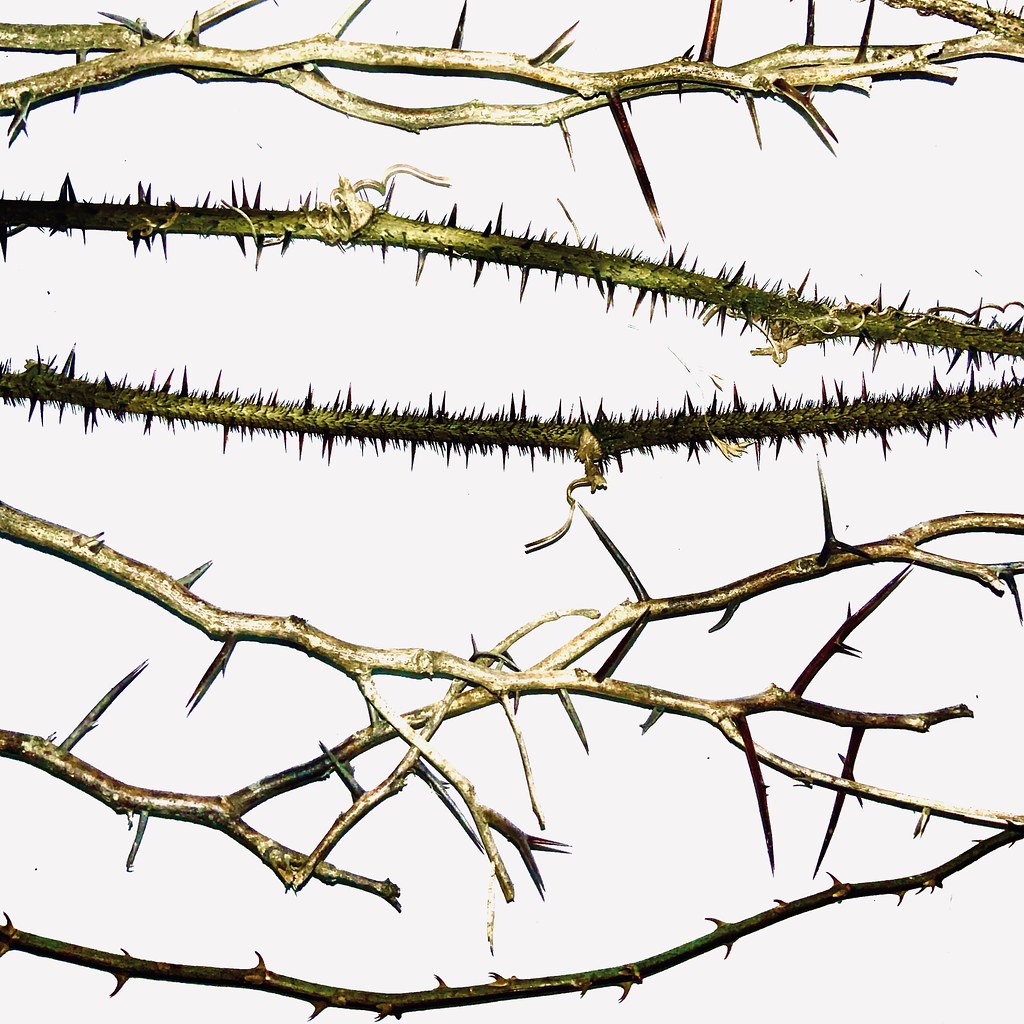 Examples of invasive thorns | Various thorn vines spread hor… | Flickr