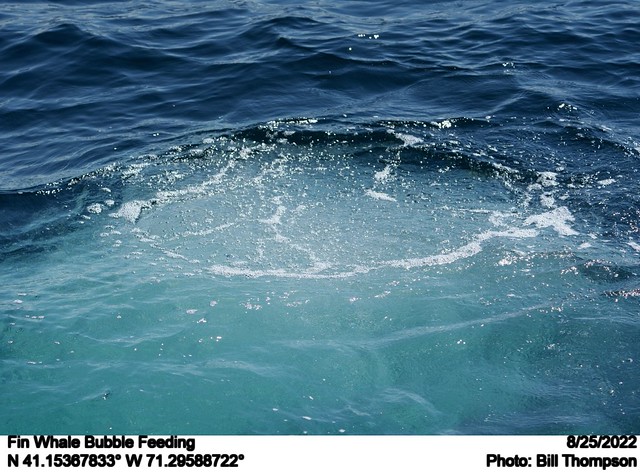 Fin Whale Bubble Feeding
