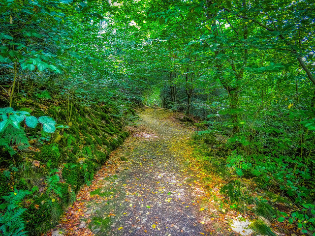 Forest Path / Waldweg