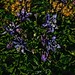 floral_DAP_Mosaic