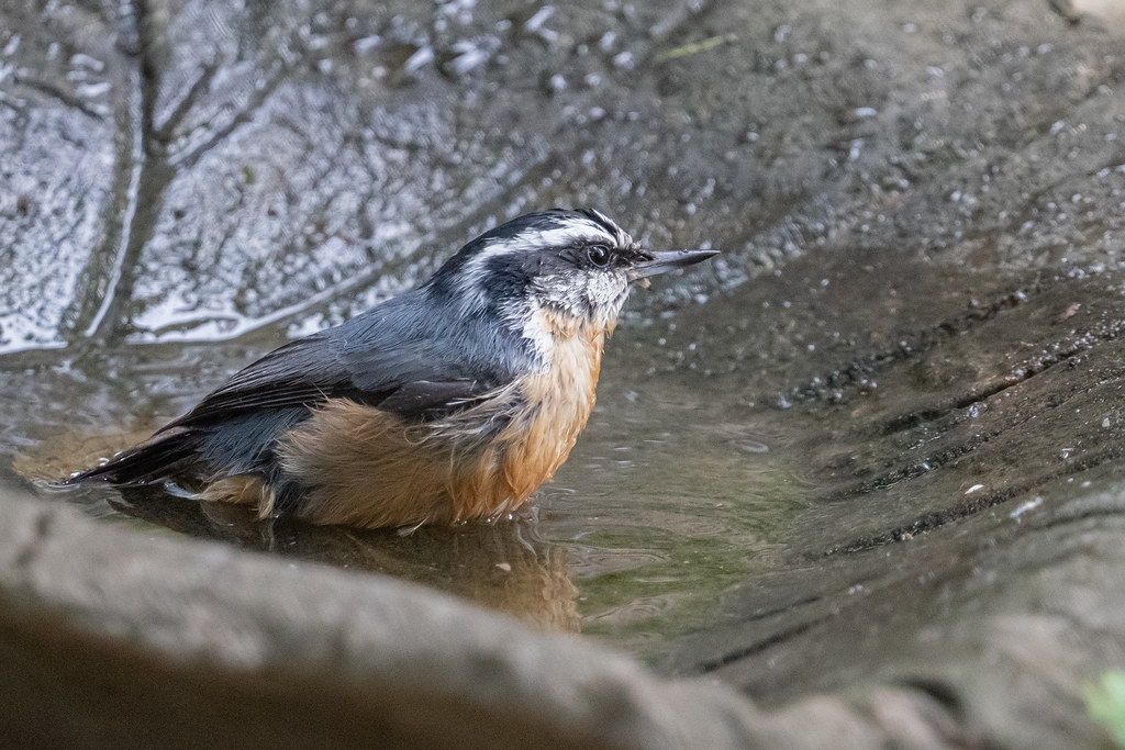 Bath time for a red breasted nuthatch