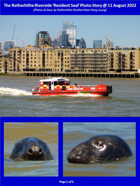 Rotherhithe Riverside Resident Seal Photo-Story by Kam Hong Leung @ 11 August 2022 (Page 1 of 2)