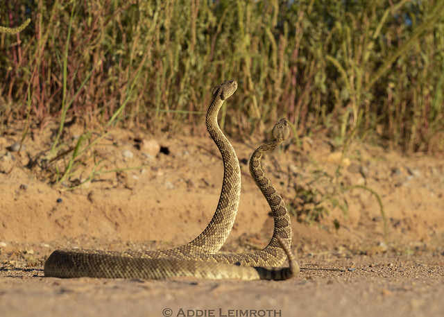 Crotalus scutulatus - Mojave Rattlesnake