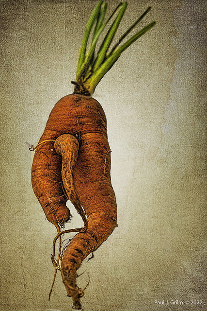 Run Carrot Run!