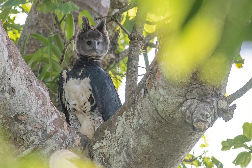Harpy Eagle (Harpia harpyja), Darién, Panama