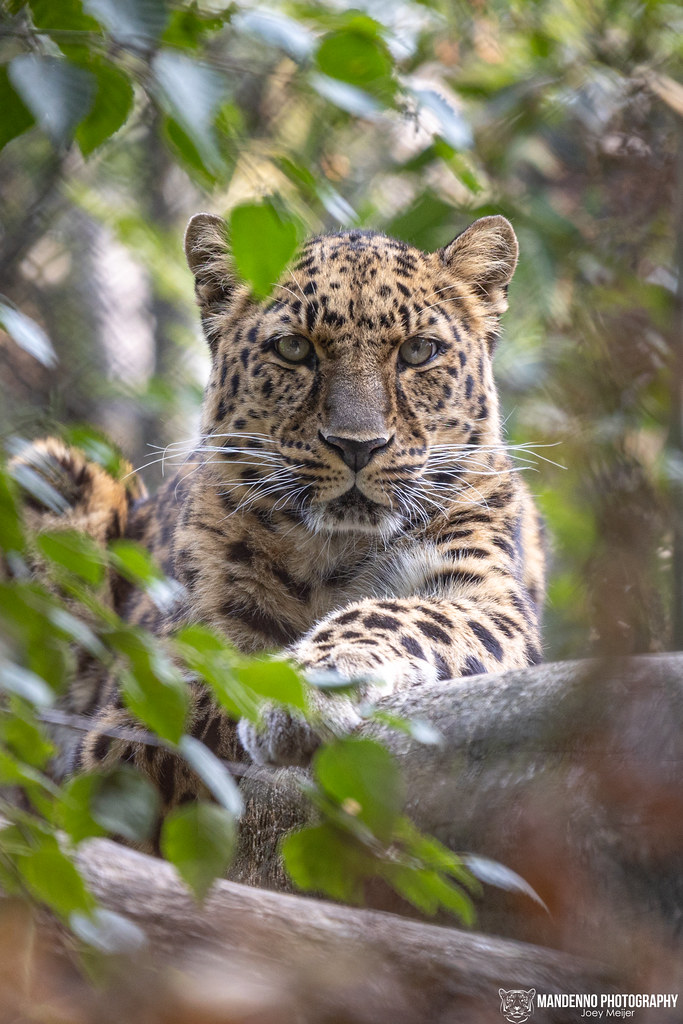 Amur Leopard - Diergaarde Blijdorp/Rotterdam Zoo