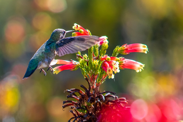 Hummingbird Feeding at UCSC