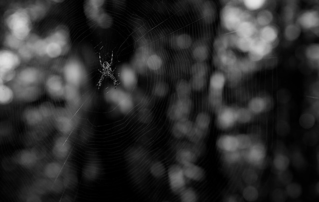 This is a Spider in the Woods. Not sure how much more 