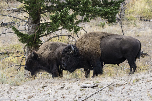 Bison Roaming Yellowstone's Vast Landscapes