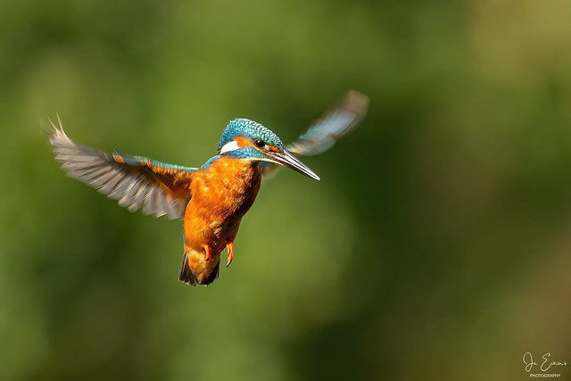 Kingfisher Hover