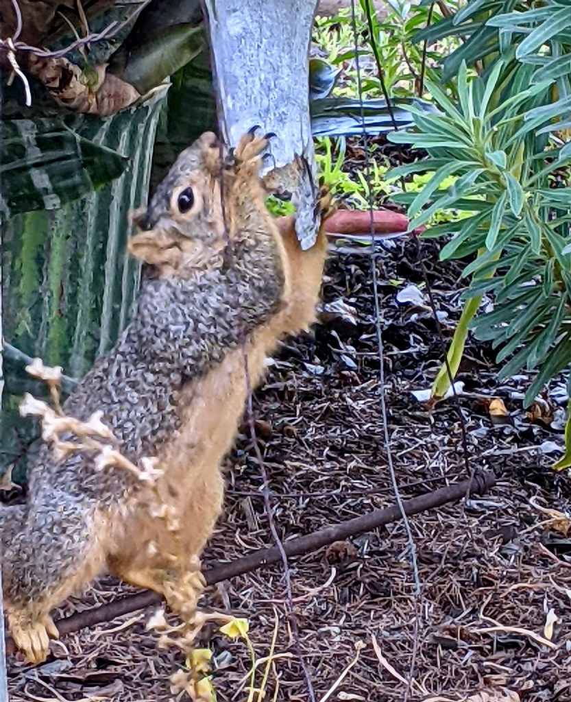 Squirrel Doing It's Thing