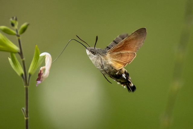 Hummingbird Hawk Moth (Macroglossum Stellatarum)