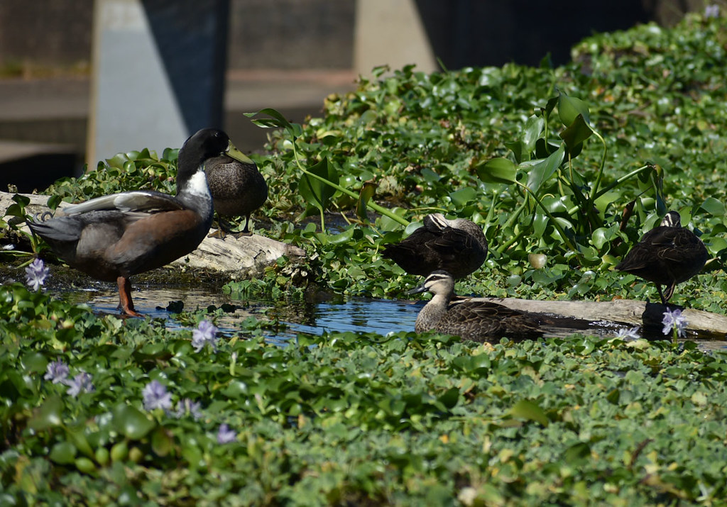Mallard and pacific black ducks, Aplins Weir, Ross River, Townsville, QLD, 07/07/22
