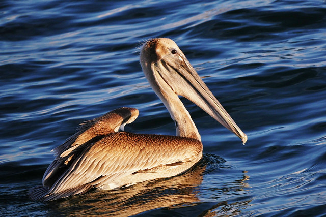 Juvenile Brown Pelican (Pelecanus occidentalis)
