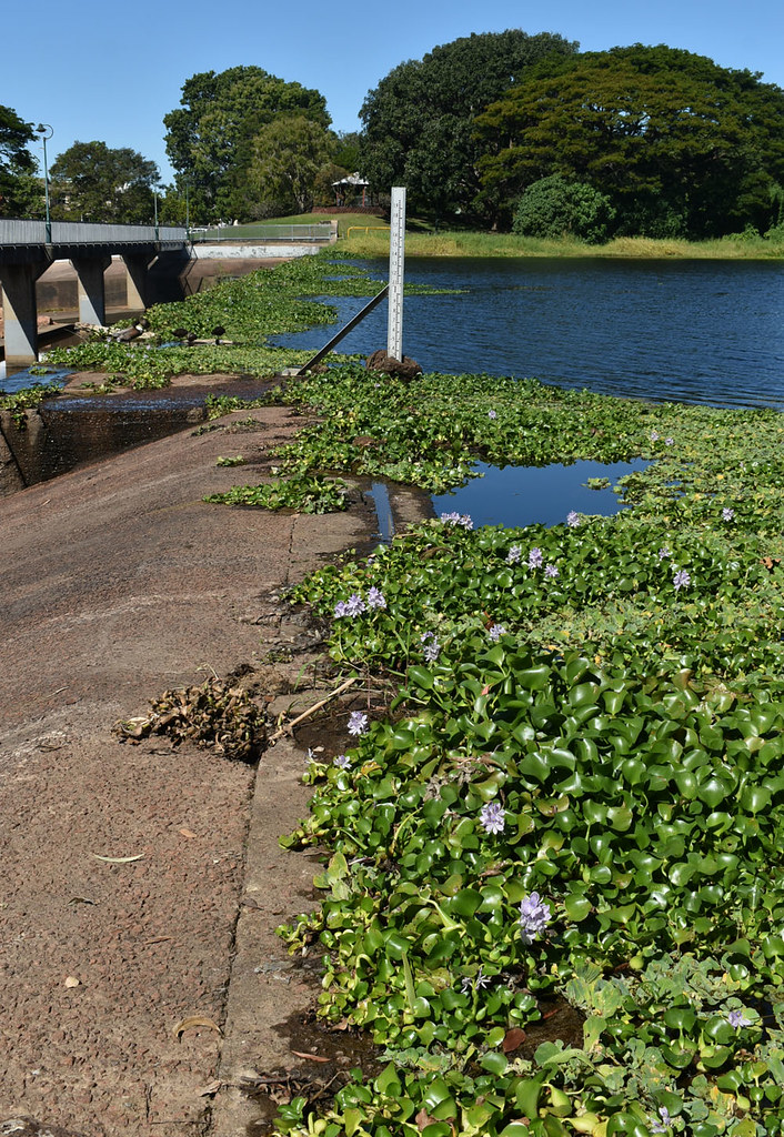 Eichhornia crassipes, Aplins Weir, Ross River, Townsville, QLD, 07/07/22
