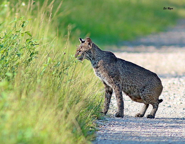 BOBCAT - Momma Notch-Ear is walking up the trail towards me and hears something in the bushes and goes into Pounce Mode. The beauty Of God's Creation at Circle B Bar Reserve Lakeland Florida USA 9/7/22 (EXPLORE)