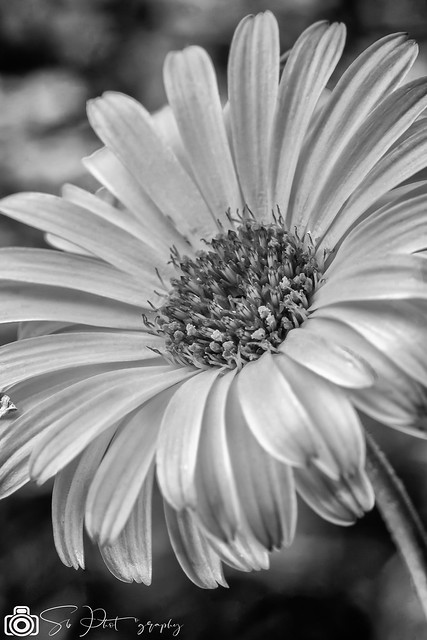 Close View Of Cosmos Flower In Black And White Version