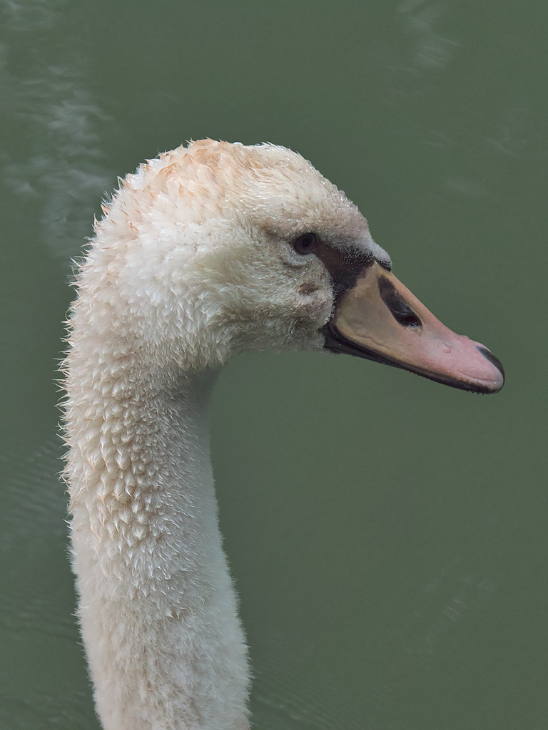 Portrait of a young swan
