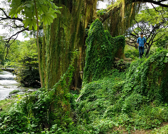 Parque Almendares, el bosque de La  Habana, uno de los lugares más misteriores que ver en Cuba