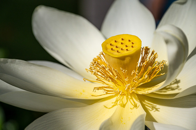 Lotus flower - 5015