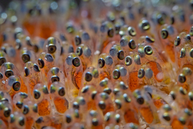Clutch of damselfish, anemonefish / Gelege vom Anemonenfisch