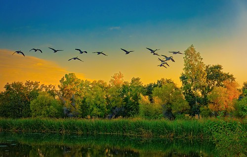 birds geese wildlife nature landscape trees pond sunrise rx100