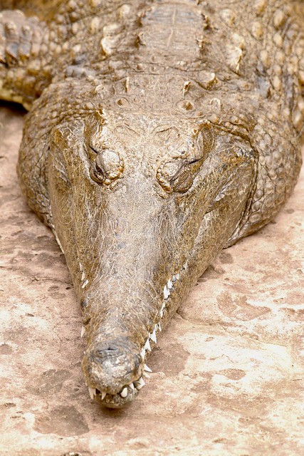 Freshwater-Croc(Crocodylus-johnsoni)