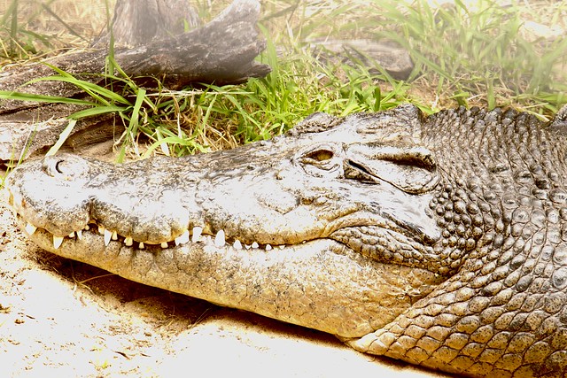 Saltwater-Croc(Crocodylus-porosus)