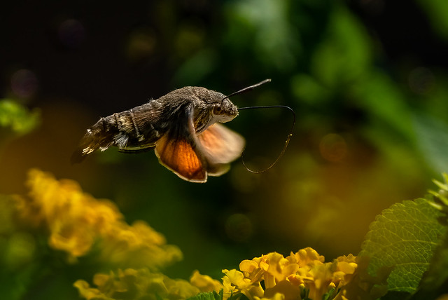 Taubenschwänzchen - Hummingbird hawk-moth
