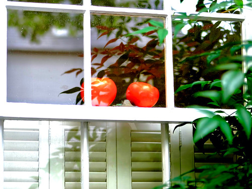 Window ripening