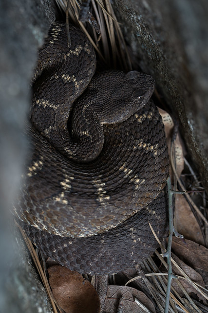 Arizona Black Rattlesnakes