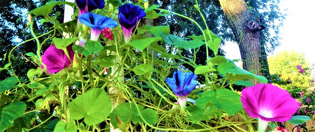 MORNING GLORY TIME IN TEXAS