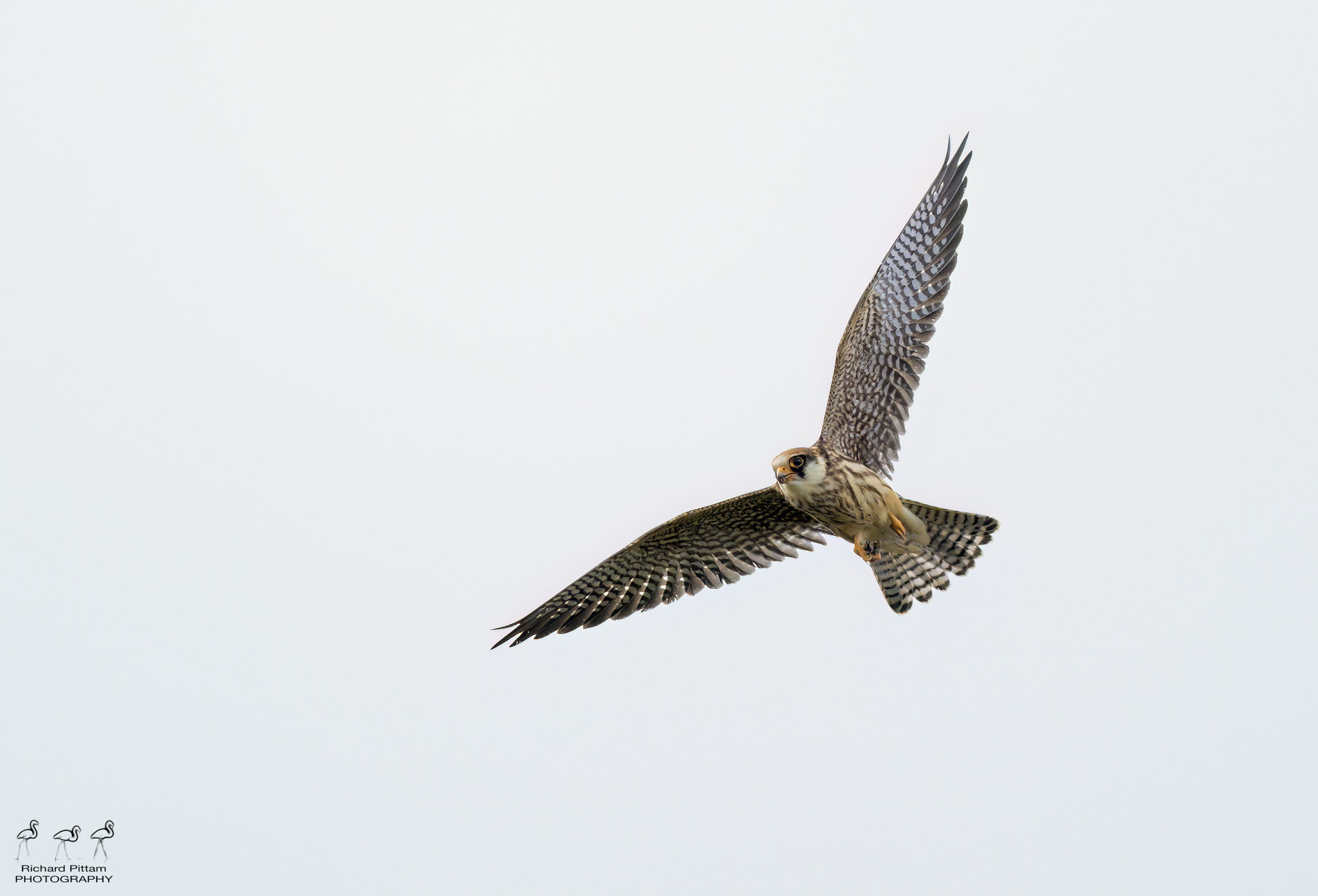 Juvenile Red-footed Falcon