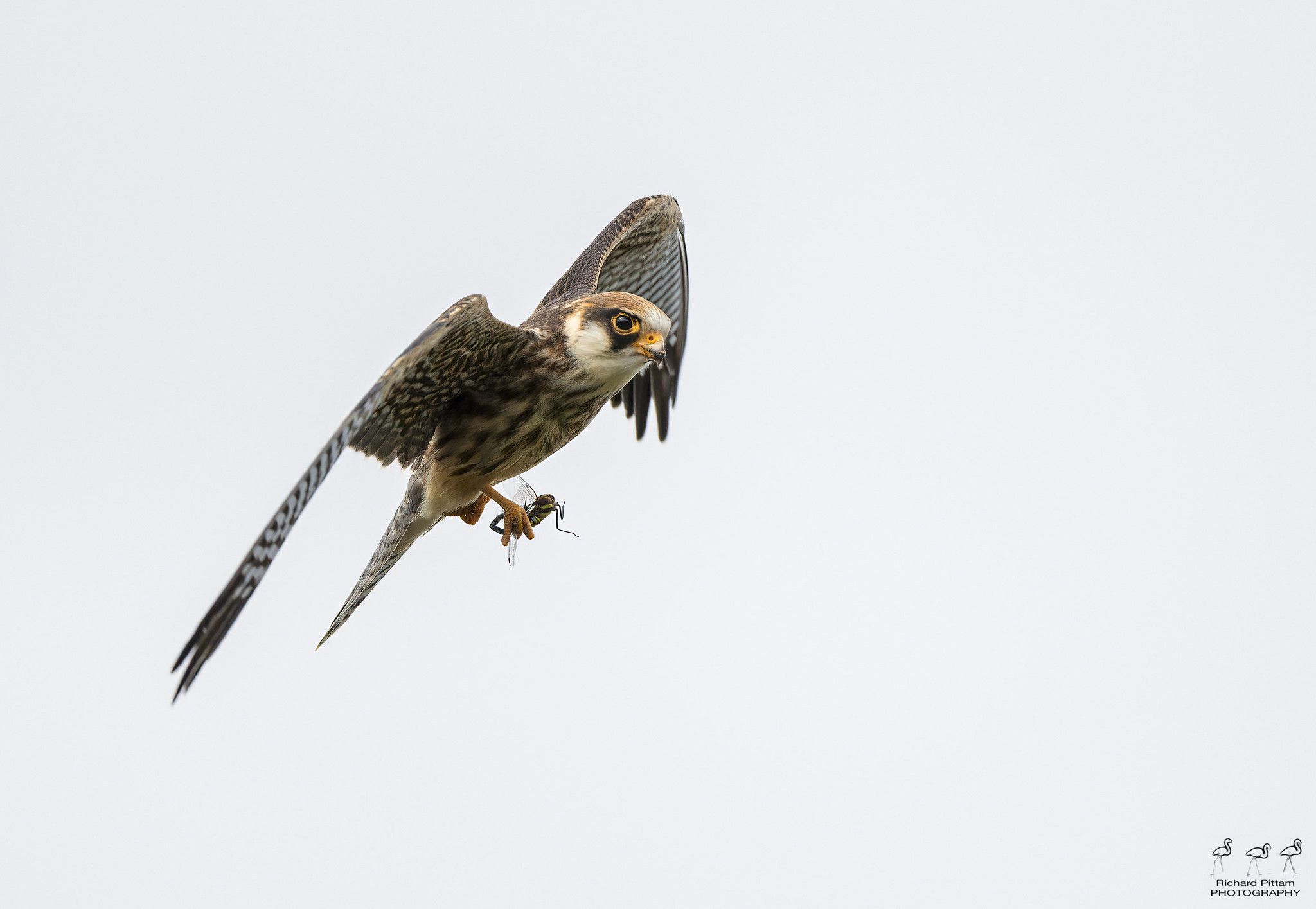 Juvenile Red-footed Falcon
