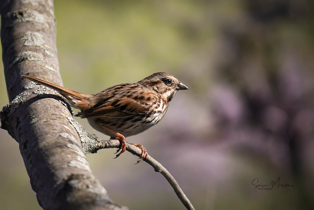 Song sparrow - bruant chanteur