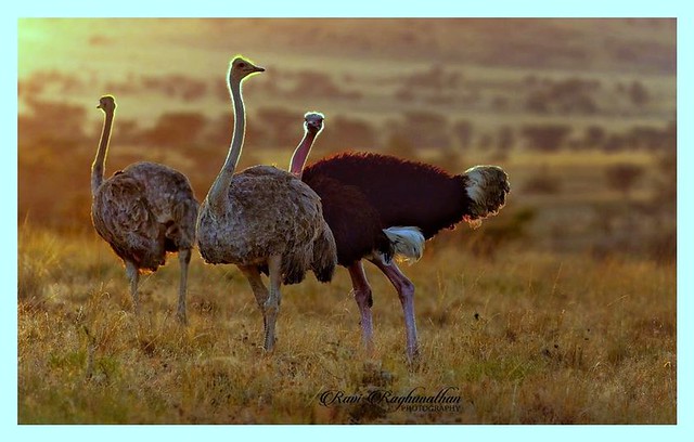 Masai Mara Ostriches.(Male and Female )